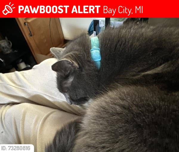 Lost Male Cat last seen One way street, Bay City, MI 48706
