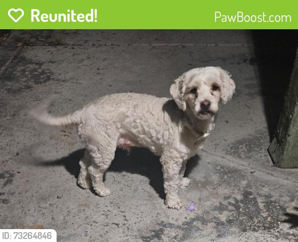 Reunited Male Dog last seen Kitching / Casa Encantador, Moreno Valley, CA 92551
