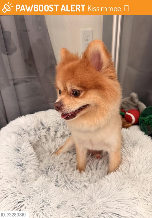 Found/Stray Male Dog last seen Solara Resort, Kissimmee, FL 34747
