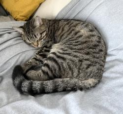 Lost Male Cat last seen Tewa Trl/Transtar Trl, Vail, AZ 85641