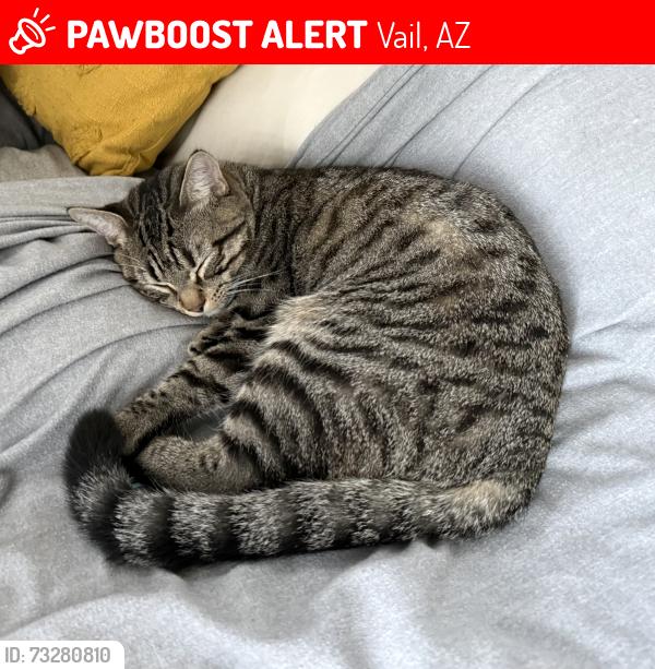 Lost Male Cat last seen Tewa Trl/Transtar Trl, Vail, AZ 85641