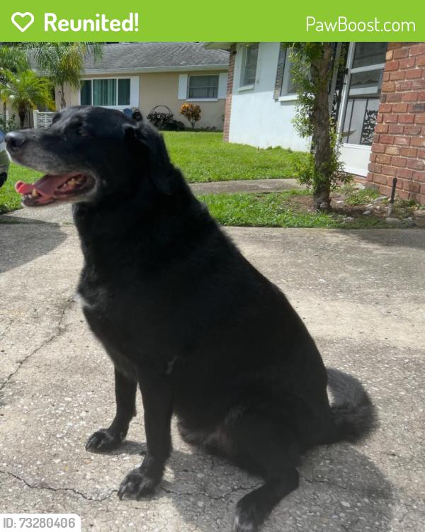 Reunited Male Dog last seen Sand Key Dr, Palm Harbor, FL 34684, USA, Palm Harbor, FL 34684
