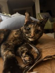 Lost Female Cat last seen Dover Shores, Newport Beach, CA 92660
