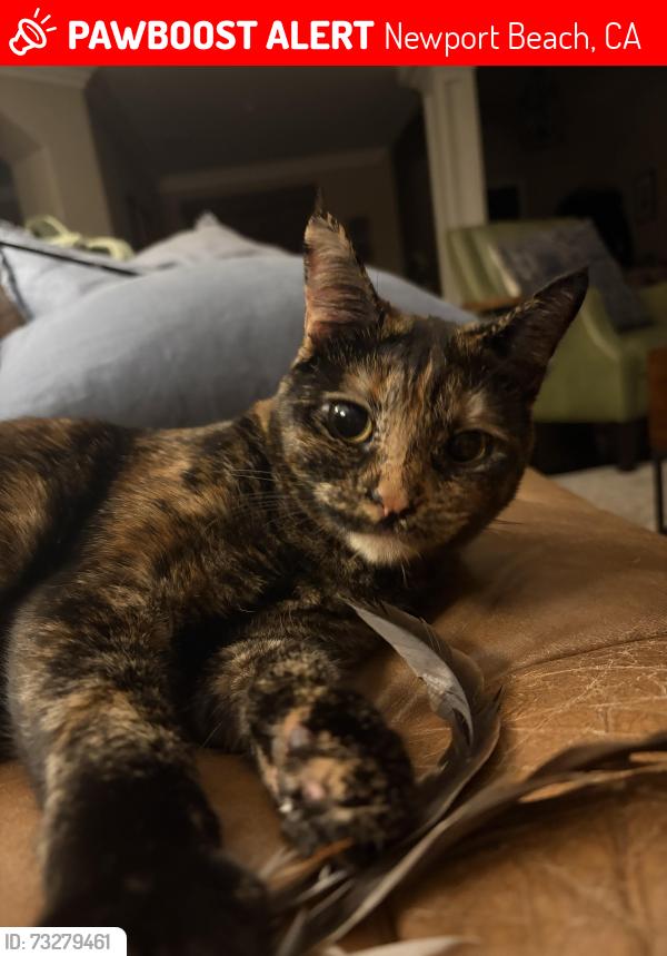 Lost Female Cat last seen Dover Shores, Newport Beach, CA 92660