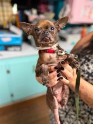 Shelter Stray Male Dog last seen BAYRIDGE AND DILLON, 19640 Dogpatch Ln, Land O' Lakes, FL 34638, USA