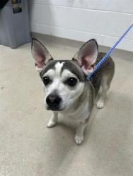 Shelter Stray Male Dog last seen BURLINGTON AC, 221 Stone Quarry Rd, Burlington, NC 27217, USA