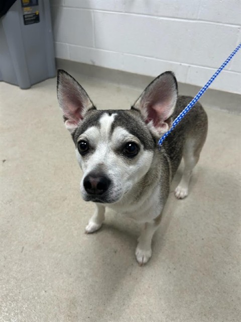 Shelter Stray Male Dog last seen BURLINGTON AC, 221 Stone Quarry Rd, Burlington, NC 27217, USA