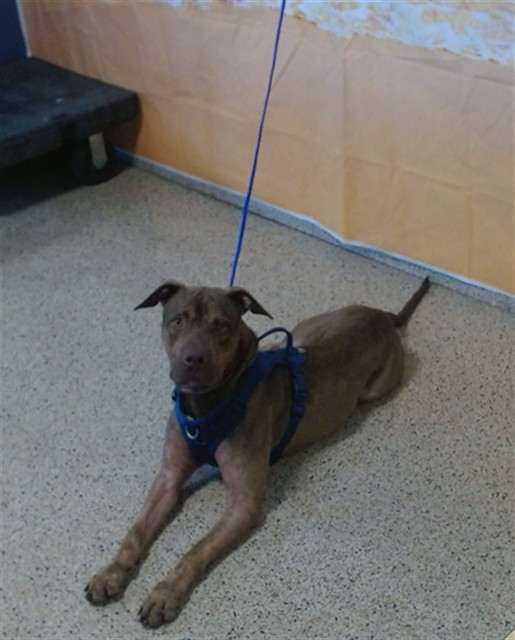 Shelter Stray Male Dog last seen RIVER SIDE PARK, 3599 NW 79th Ave, Doral, FL 33122, USA