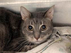 Shelter Stray Female Cat last seen WOODCREST WAY/ 16907 SARAHS PLACE, CLERMONT, 12280 County Rd 448, Tavares, FL 32778, USA