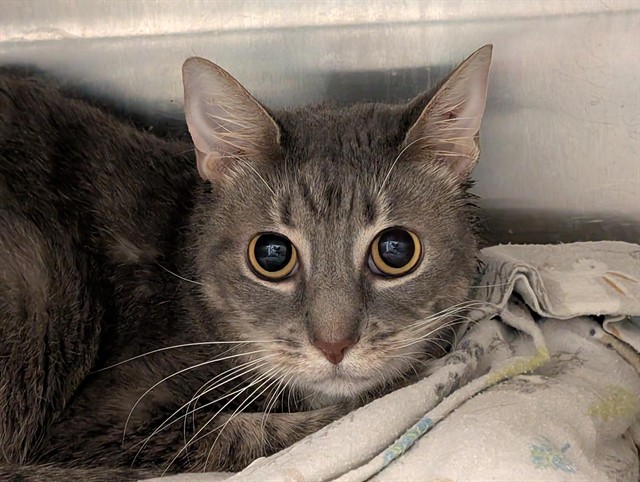 Shelter Stray Female Cat last seen WOODCREST WAY/ 16907 SARAHS PLACE, CLERMONT, 12280 County Rd 448, Tavares, FL 32778, USA