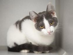Shelter Stray Female Cat last seen CAVE CREEK & GREENWAY, 5501 E Van Buren St, Phoenix, AZ 85008, USA