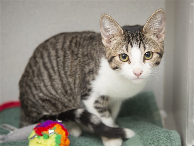 Shelter Stray Female Cat last seen CAVE CREEK & GREENWAY, 5501 E Van Buren St, Phoenix, AZ 85008, USA
