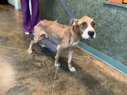 Shelter Stray Male Dog last seen BAYOU LIBERTY/ CARROL RD SLIDELL, 31078 LA-36, Lacombe, LA 70445, USA