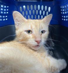 Shelter Stray Female Cat last seen Near, 2600 S Harding St, Indianapolis, IN 46221, USA