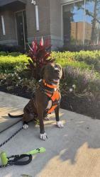 Shelter Stray Female Dog last seen CHARLOTTE, 8315 Byrum Dr, Charlotte, NC 28217, USA
