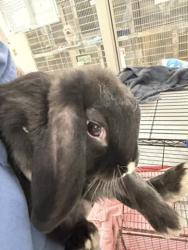 Shelter Stray Male Other last seen , 14409 Vanowen St, Van Nuys, CA 91405, USA