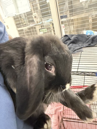 Shelter Stray Male Other last seen , 14409 Vanowen St, Van Nuys, CA 91405, USA
