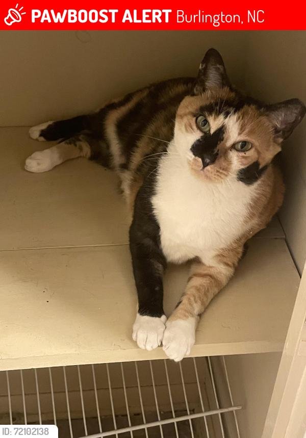 Lost Female Cat last seen Brassfield Meadows subdivision, Burlington, NC 27217