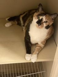 Lost Female Cat last seen Brassfield Meadows subdivision, Burlington, NC 27217