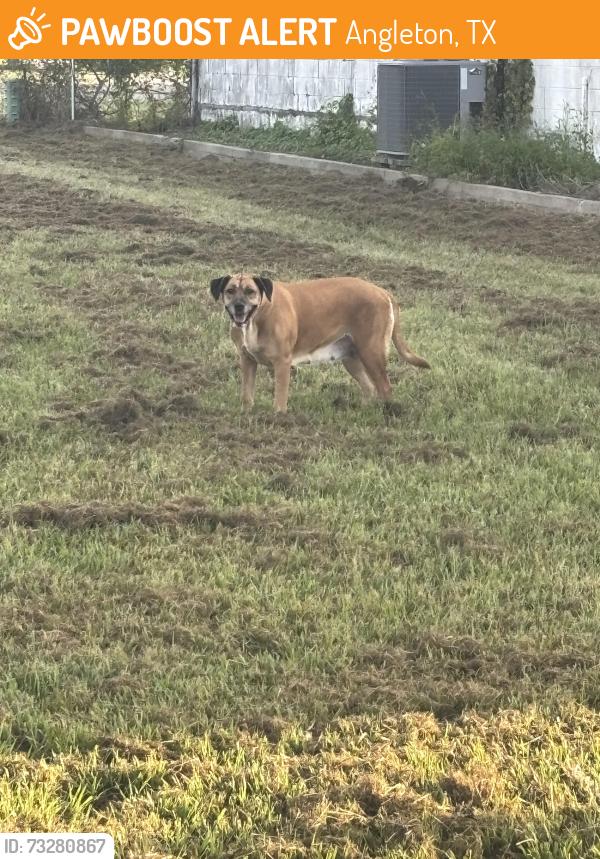 Found/Stray Female Dog last seen Behind MF Nail Salon, Has been roaming for a few days now, Angleton, TX 77515
