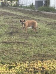 Found/Stray Female Dog last seen Behind MF Nail Salon, Has been roaming for a few days now, Angleton, TX 77515