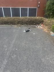 Found/Stray Unknown Cat last seen Parking lot of farm foods in Southend on sea, not the farm foods with a kfc and matalan on Sutton road, the other one., , England SS2