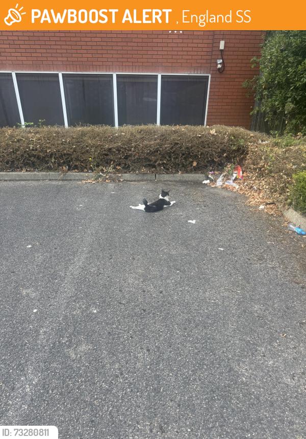 Found/Stray Unknown Cat last seen Parking lot of farm foods in Southend on sea, not the farm foods with a kfc and matalan on Sutton road, the other one., , England SS2