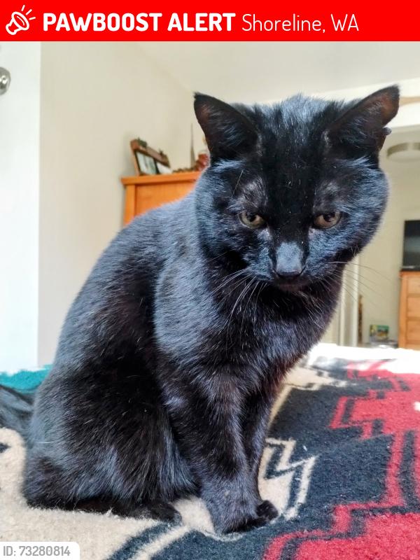 Lost Male Cat last seen Fremont, Shoreline, WA 98133