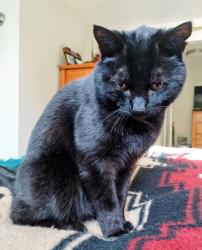 Lost Male Cat last seen Fremont, Shoreline, WA 98133