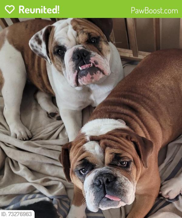 Reunited Female Dog last seen Hoffmansville and Congo Niantic rd, Douglass Township, PA 19472