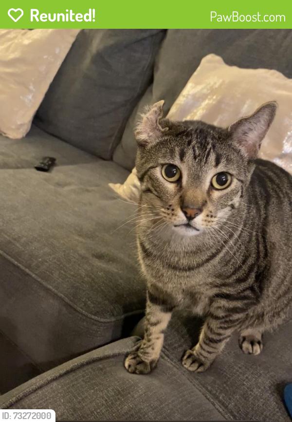 Reunited Male Cat last seen Near Murica Aisle, Irvine, CA 92614, USA, Irvine, CA 92614