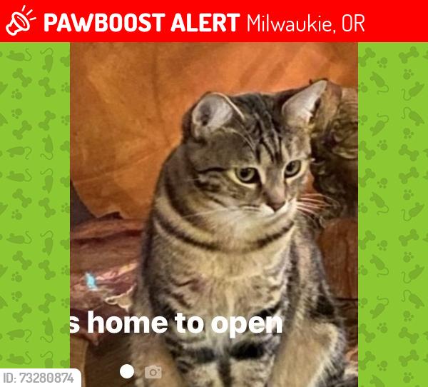 Lost Female Cat last seen SE 32nd and Van Water st, Milwaukie, OR 97222