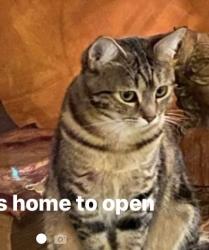 Lost Female Cat last seen SE 32nd and Van Water st, Milwaukie, OR 97222