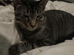 Lost Male Cat last seen Las palmas st, Houston, TX 77027