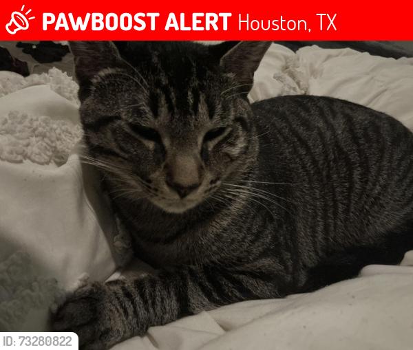 Lost Male Cat last seen Las palmas st, Houston, TX 77027