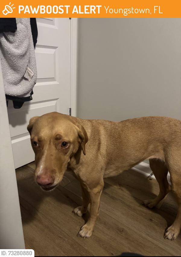 Found/Stray Female Dog last seen 10293–10313 CR-2301 Youngstown, FL 32466 United States, Youngstown, FL 32466