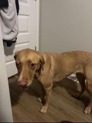 Found/Stray Female Dog last seen 10293–10313 CR-2301 Youngstown, FL 32466 United States, Youngstown, FL 32466