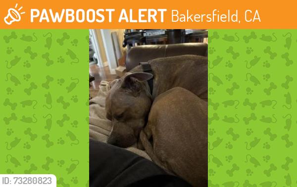 Found/Stray Female Dog last seen Panorama Bluffs, Bakersfield, CA 93306
