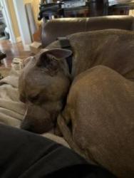 Found/Stray Female Dog last seen Panorama Bluffs, Bakersfield, CA 93306