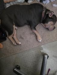 Found/Stray Male Dog last seen NE 19th Ave and NE 35th St, Ocala, FL 34470