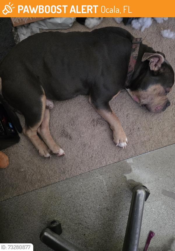 Found/Stray Male Dog last seen NE 19th Ave and NE 35th St, Ocala, FL 34470