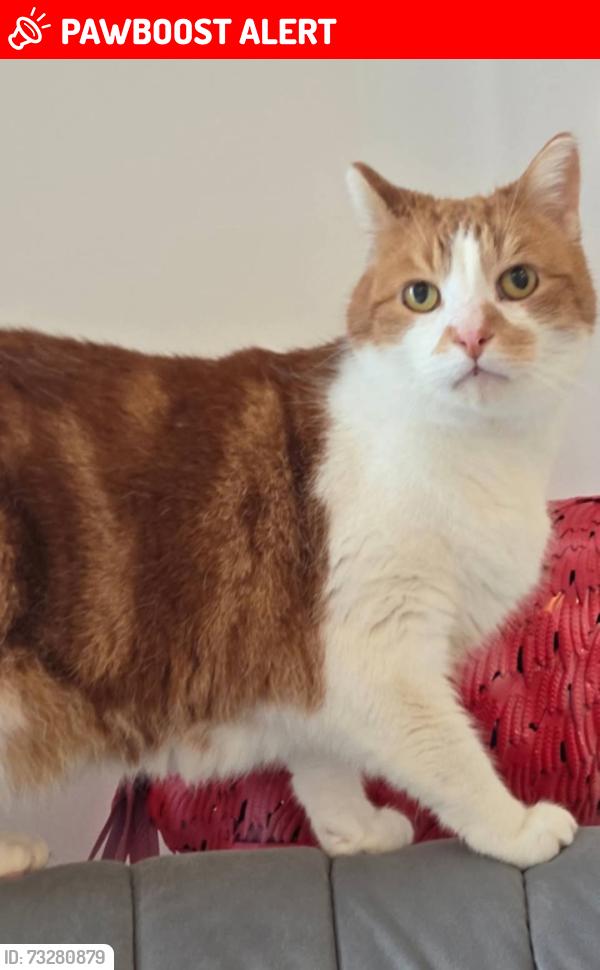 Lost Male Cat last seen Aldi, Knaresborough, England 