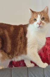 Lost Male Cat last seen Aldi, Knaresborough, England 