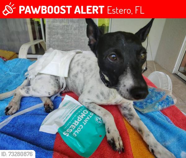 Lost Male Dog last seen fountain lakes blvd, Estero, FL 33928