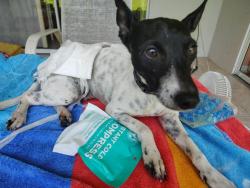 Lost Male Dog last seen fountain lakes blvd, Estero, FL 33928