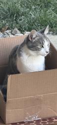 Lost Female Cat last seen Hogback and Howard, Sunbury, OH 43074