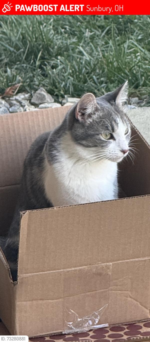 Lost Female Cat last seen Hogback and Howard, Sunbury, OH 43074