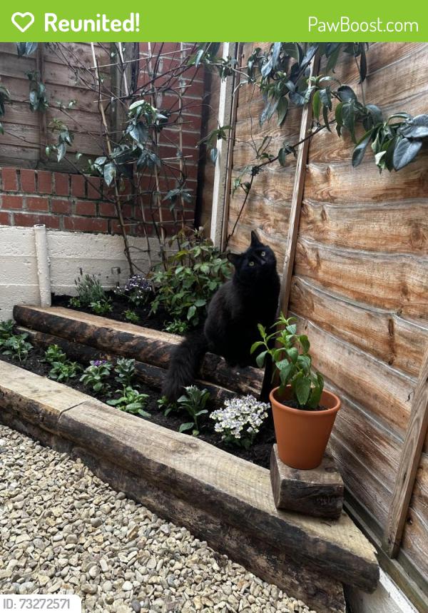 Reunited Male Cat last seen Haringey station area (7 min walk), Greater London, England 