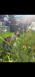 Reunited Male Cat last seen Stonewood Drive in Bethlehem, Bethlehem, PA 18017