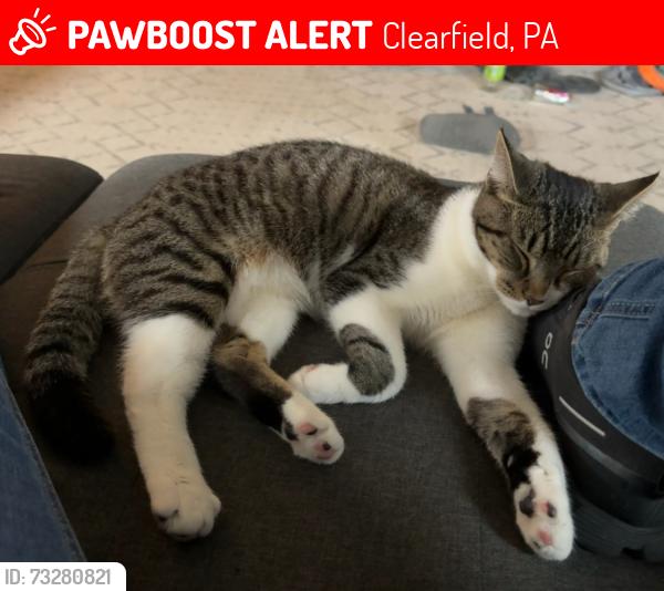 Lost Male Cat last seen 3rd St and Ogden Ave, Clearfield, PA 16830